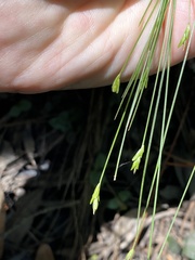 Carex leptalea harperi