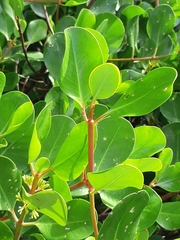 Scyphiphora hydrophylacea