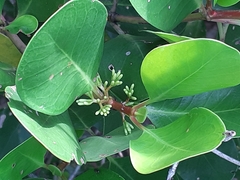 Scyphiphora hydrophylacea