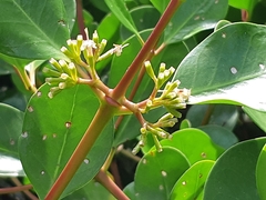 Scyphiphora hydrophylacea