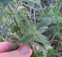 Verbena xutha