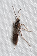 Ponerinae
