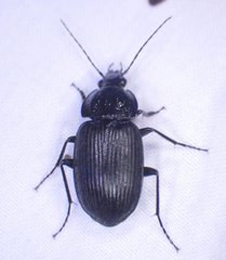 Chlaenius niger