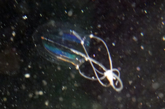 Sarsia princeps