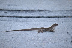 Anolis sagrei