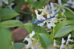 Erythemis simplicicollis