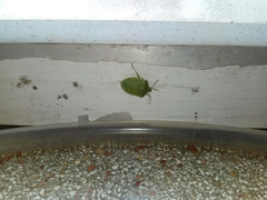 Nezara viridula
