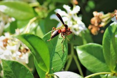 Polistes metricus