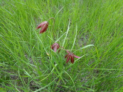 Fritillaria meleagroides
