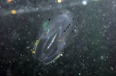 Bolinopsis microptera