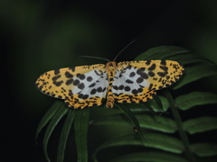 Epobeidia tigrata maxima