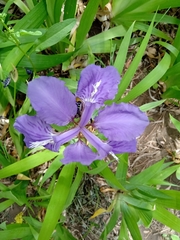Iris tectorum
