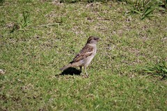 Passer domesticus