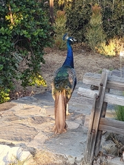 Pavo