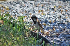 Passer domesticus
