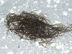 Gracilaria