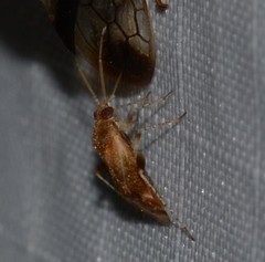 Hamatophylus guttulosus