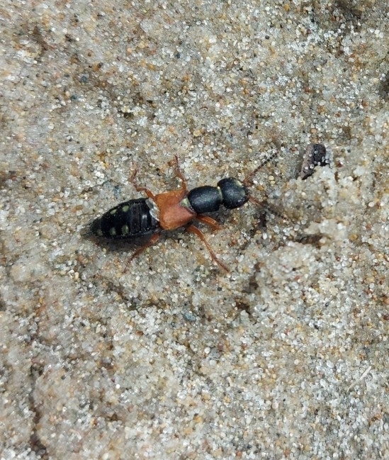 Staph beetle