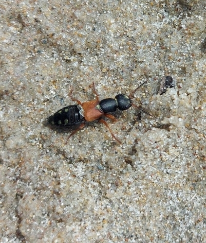 Staph beetle