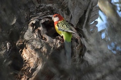 Platycercus eximius diemenensis