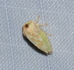 Cyrtolobus maculifrontis