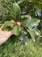 Ficus fraseri