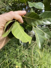 Ficus fraseri