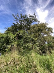 Ficus fraseri
