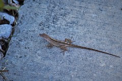 Anolis sagrei