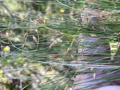 Rhynchospora oligantha