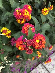 Lantana camara