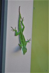 Anolis carolinensis