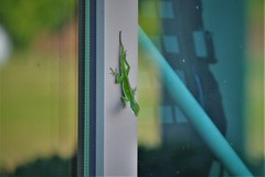 Anolis carolinensis