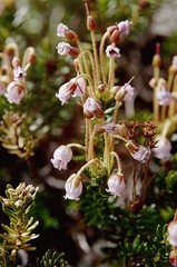 Phyllodoce × intermedia