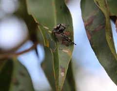Megafreya sutrix