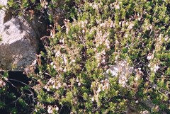 Phyllodoce × intermedia