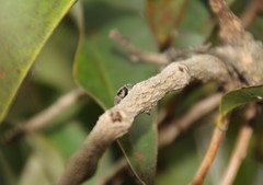 Megafreya sutrix
