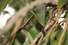 Megafreya sutrix