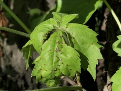 Phyllosticta parthenocissi