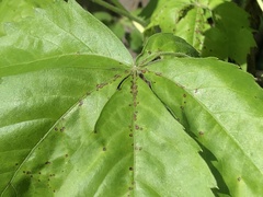 Phyllosticta parthenocissi