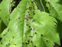 Phyllosticta parthenocissi