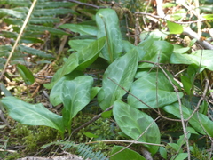 Erythronium revolutum