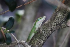 Anolis carolinensis