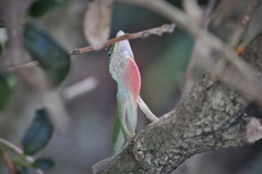 Anolis carolinensis