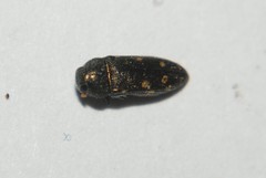 Acmaeodera tubulus