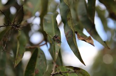 Megafreya sutrix