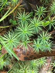 Dawsonia
