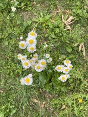 Erigeron philadelphicus