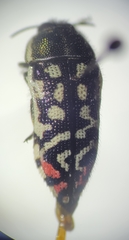 Acmaeodera paradisjuncta