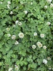 Trifolium repens
